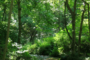 Forest Restoration