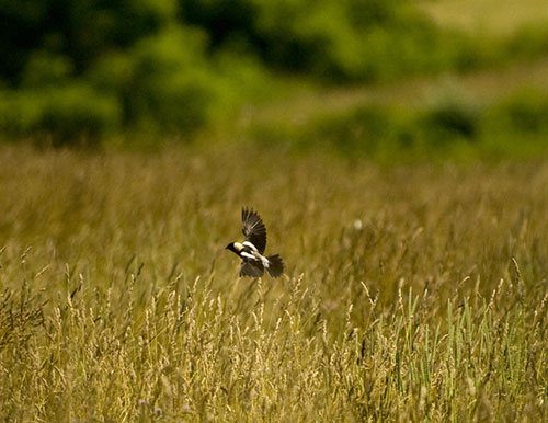 Stroud Preserve